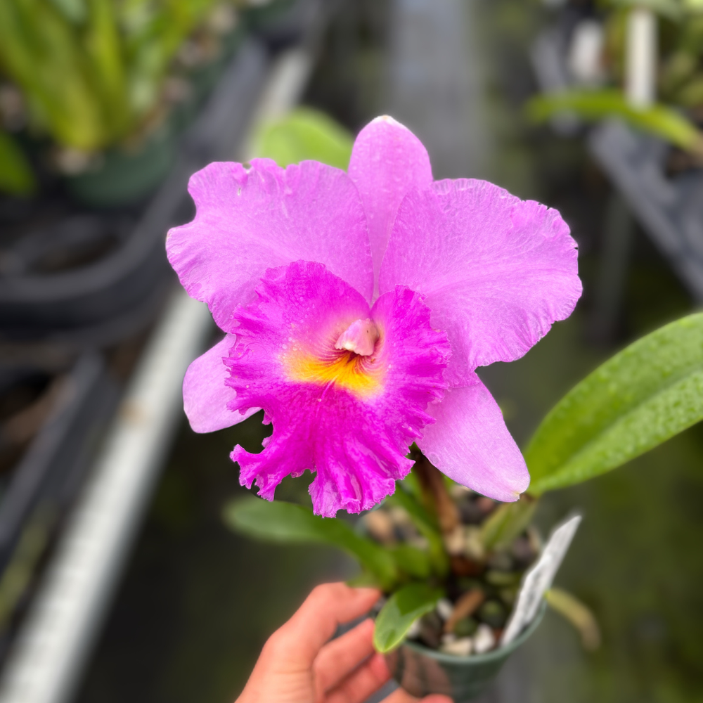 Rlc. Ben Jammin — Palmer Orchids